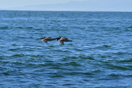 Pelican Flying over Pacific Ocean Antofagasta Chileの写真素材