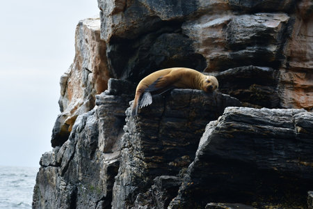 Reserva Nacional Pinguino de Humboldt seelionの写真素材