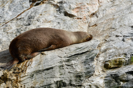 lazy Reserva Nacional Pinguino de Humboldt seelionの写真素材