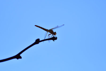 wild Dragonfly macro in Chile South Americaの写真素材