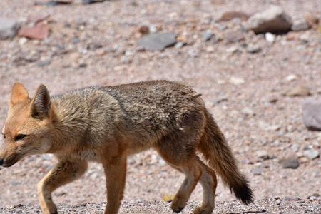 Wild Andean Fox in Atacama Desert Chile South Americaの写真素材