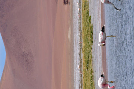 Wild Flamingos in atacama desert Chile South Americaの写真素材