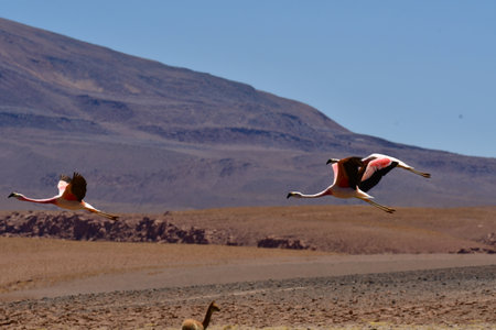 Wild Flying Flamingos Mountain Background Chile South Americaの写真素材