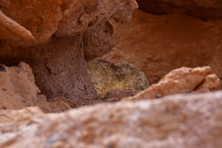 Wild viscacha on Rock in Atacama Desert Chile South Americaの写真素材