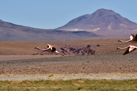 Wild Flying Flamingos Mountain Background Chile South Americaの写真素材