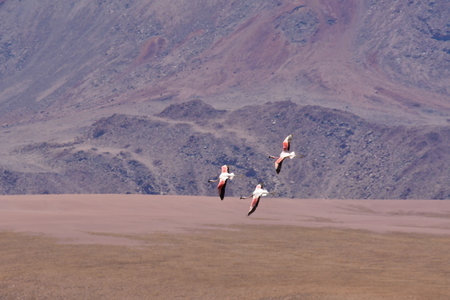 Wild Flying Flamingos Mountain Background Chile South Americaの写真素材