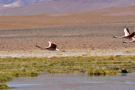 Wild Flying Flamingos Mountain Background Chile South Americaの写真素材