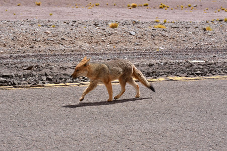 Wild Andean Fox on Road in Atacama Desert Chile South Americaの写真素材