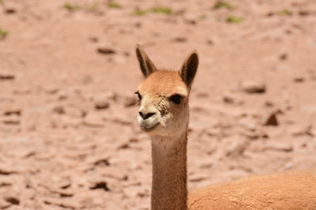 Portrait of Wild Vikunja in Atacama desert Chile South Americaの写真素材