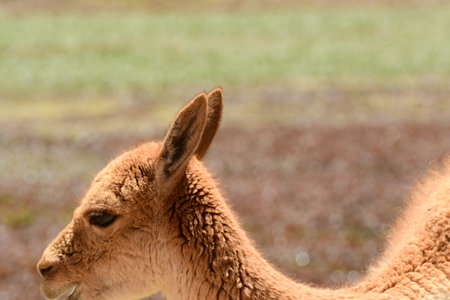 Wild Vikunja in Atacama desert Chile South Americaの写真素材
