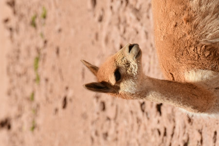 Wild Vikunja in Atacama desert Chile South Americaの写真素材