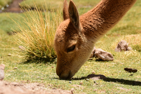 Wild Vikunja eats grass in Atacama desert Chile South America