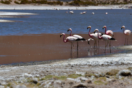Flamingos in Atacama Desert chile South Americaの写真素材