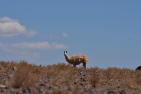 Lamas in Atacama Desert Chile South America
