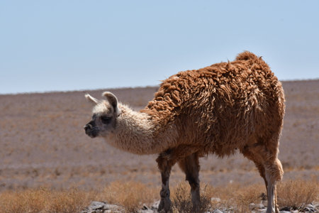 Lamas in Atacama Desert Chile South Americaの写真素材