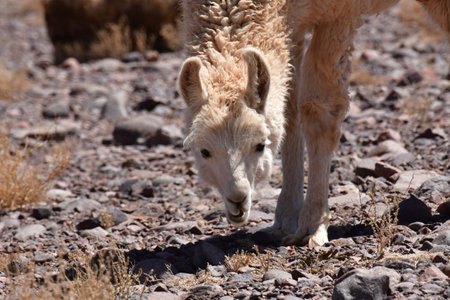 Lamas in Atacama Desert Chile South Americaの写真素材