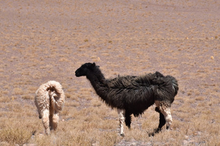 Lamas in Atacama Desert Chile South Americaの写真素材