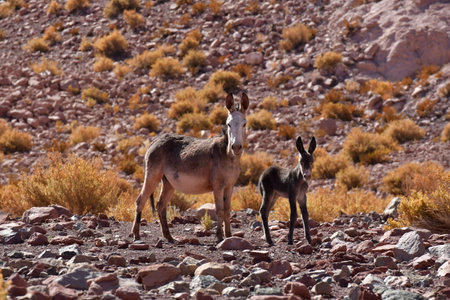 Wild Donkey with foal in atacama Desert chile south Americaの写真素材