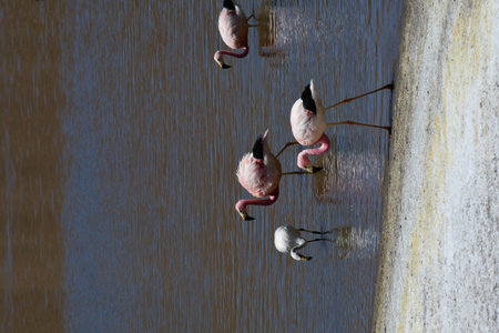 Flamingo Wild in Atacama Desert Chile South Americaの写真素材