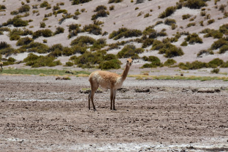 Vicunja wild in Anden mountains Chile South Americaの写真素材