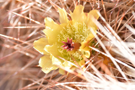 Blossom of Desert Flowers in Atacama Chileの写真素材
