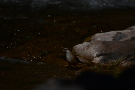 Birds in Guatin Canyon Altiplano San Pedro de Atacama Chile