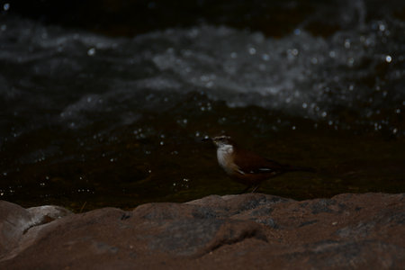 Birds in Guatin Canyon Altiplano San Pedro de Atacama Chile