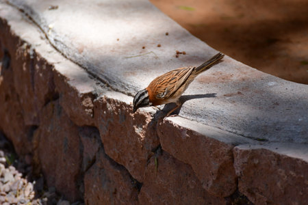 Bird on Rock Chile South Americaの写真素材