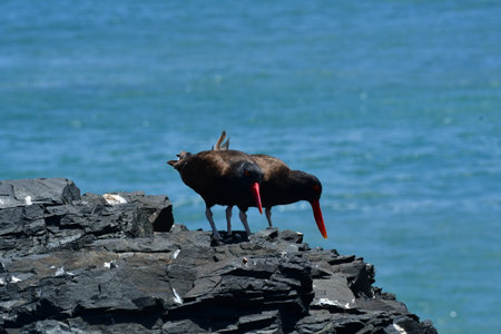 oyster catcher on Rock with chick chile South Americaの写真素材