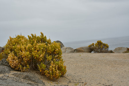 succulents on desert coast Chile South Ameria