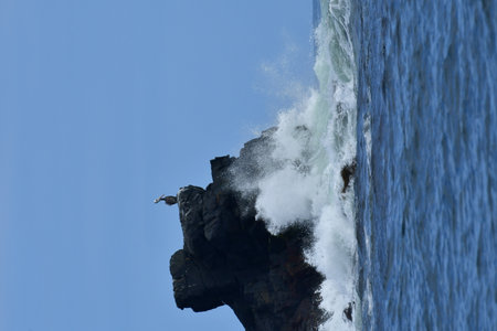 Pelican sitting on Rock coast of Chile South Americaの写真素材