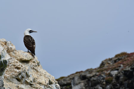 guano boobies Reserva Nacional Pinguino de Humboldt chileの写真素材
