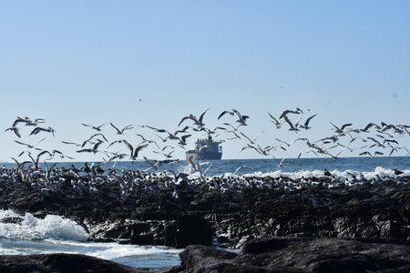 lot of Sea Gulls on rock at sea ship in background antefagasta chileの写真素材