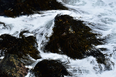 rough sea on rocky pacific coast line chile South America