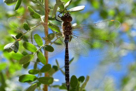 dragonfly on tree chile san pedro de atacama