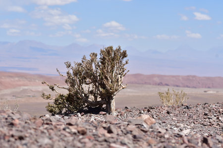 Atacama desert plants detail flora colorfull chileの写真素材