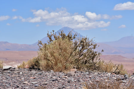 Atacama desert plants detail flora colorfull chileの写真素材