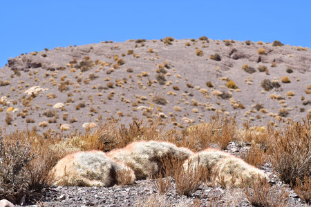 Cactus Atacama desert plants detail flora colorfull chileの写真素材