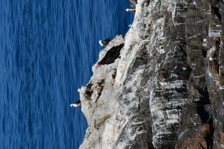 wild turkey vulture sitting on Rock Chile south americaの写真素材