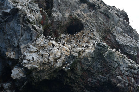 guano boobies on rock Reserva Nacional Pinguino de Humboldt chileの写真素材
