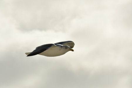 Flying seagull detail bird nature wildlife