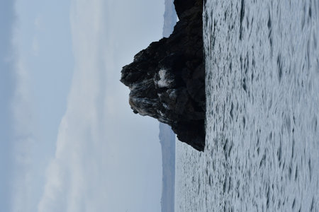 Bird on Rock Reserva Nacional Pinguino de Humboldt Chile. High quality photo