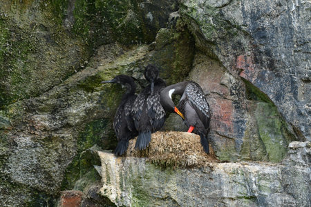 red legged cormorant Reserva Nacional Pinguino de Humboldt chile. High quality photoの写真素材