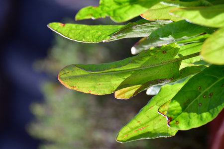 sorrel herbs in urban spring garden. High quality photoの写真素材