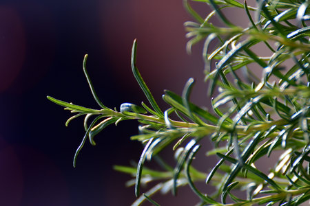 rosemary herbs in urban spring garden. High quality photoの写真素材