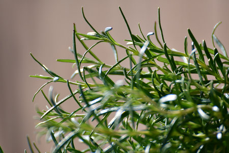 rosemary herbs in urban spring garden. High quality photo