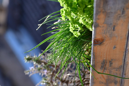 Parsley Chives Herbs in Urban spring garden. High quality photoの写真素材