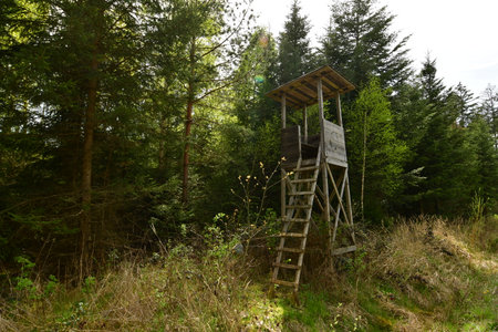 Hunting Hide in German Forest in Summer. High quality photoの写真素材
