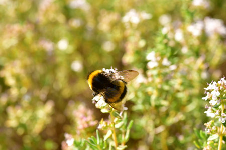 Bumblebee in bloom flower gardening nature. High quality photoの写真素材