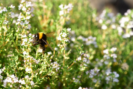 Bumblebee in bloom flower gardening nature. High quality photo